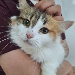 里親募集中！足長マンチカン♀ダイリュートキャリコ
