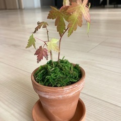 手乗りモミジ