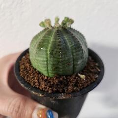 ユーフォルビア　オベサ