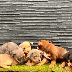アメリカ ブリー🐕 💗