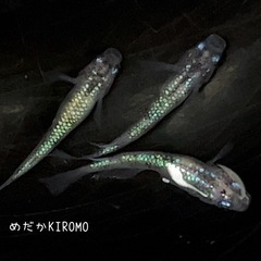 現物販売 白斑サファイアメダカ 1ペア＋オス1匹  ※2024年...