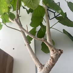 観葉植物【フィカス・ウンベラータ】守り木🌳Final  price down ‼️の画像