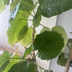 観葉植物【フィカス・ウンベラータ】守り木🌳Final  price down ‼️の画像