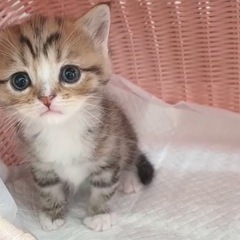 ミヌエット 3/22生まれ 里親さま募集します