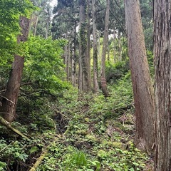 立木　（杉・檜・広葉樹）