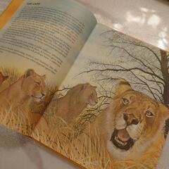 ヴィンテージ 洋書 英語 絵本 児童書 ディスプレイ の画像
