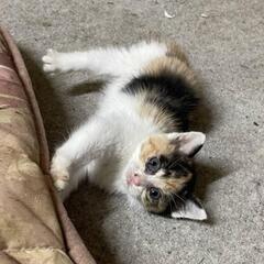 可愛いコロコロした三毛猫(代理投稿)