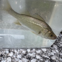 釣り友