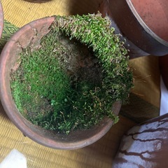 早めの引き取り希望　植木鉢バラ可の画像