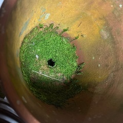 早めの引き取り希望　植木鉢バラ可の画像