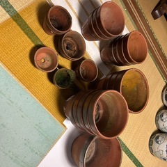 早めの引き取り希望　植木鉢バラ可
