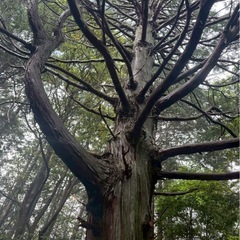 【豊橋】🌿軽登山＆頂上での軽瞑想🧘‍♀️✨仲間募集中🌿 - 友達