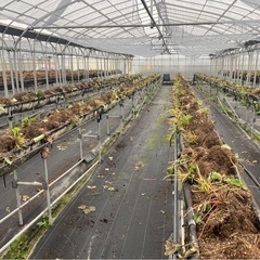 苺の農作業ボランティア募集（6/1〜6/8）