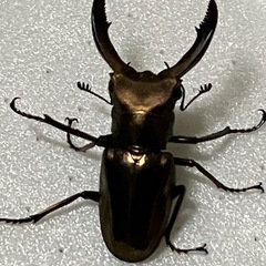 メタリフェルホソアカクワガタ　ペア サイズ小さめ