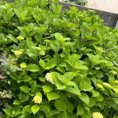 バラ　紫陽花　　の画像