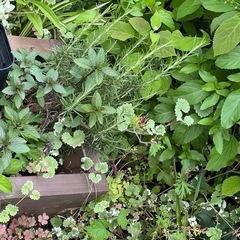 バラ　紫陽花　　の画像