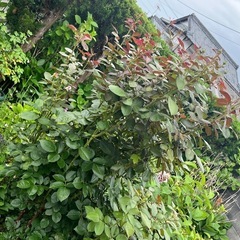バラ　紫陽花　　の画像