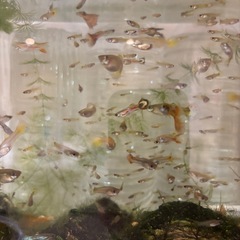 グッピー稚魚