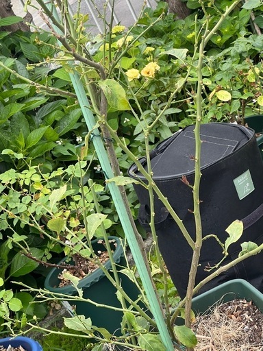 ユーカリ　レモン　オリーブ