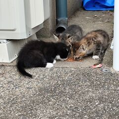 親子4匹一緒に里親さんになってください