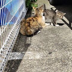 1才位の母猫ちゃん里親さんになってください