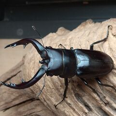 アマミノコギリクワガタ　2♂