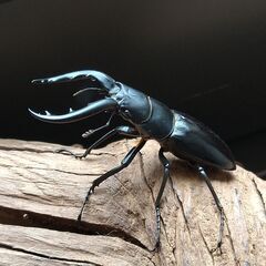 アマミノコギリクワガタ　2♂の画像