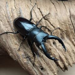 アマミノコギリクワガタ　2♂の画像