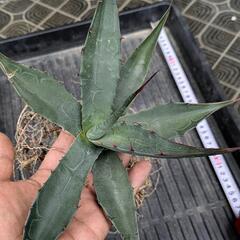 アガベ　ジェントリー