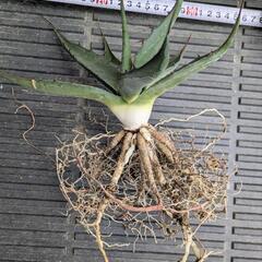 アガベ　ジェントリーの画像