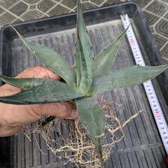 アガベ　ジェントリーの画像