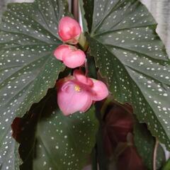 木立ちベゴニア　木立ベゴニア　木立ち性ベゴニア　シャンデリアの様な豪華な花　非耐寒性多年草　四季咲き　の画像
