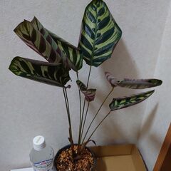 観葉植物　カラテア　鉢ごと