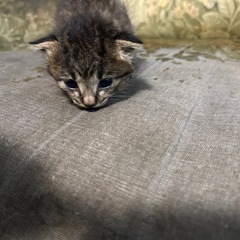 お願いします。