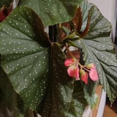 木立ちベゴニア　木立ベゴニア　木立ち性ベゴニア　シャンデリアの様な豪華な花　非耐寒性多年草　四季咲き　の画像