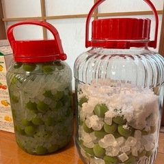 家で不要となった梅をつける瓶をお譲りください🫙