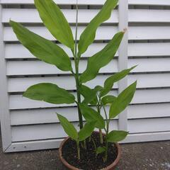 ⚠️現在お話中⚠️茗荷の苗ひと鉢①鉢ごと