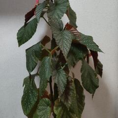 木立ちベゴニア　木立ベゴニア　木立ち性ベゴニア　シャンデリアの様な豪華な花　非耐寒性多年草　四季咲き　の画像