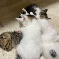 ５匹の子猫　生後１ヶ月　※ママ猫も応募可