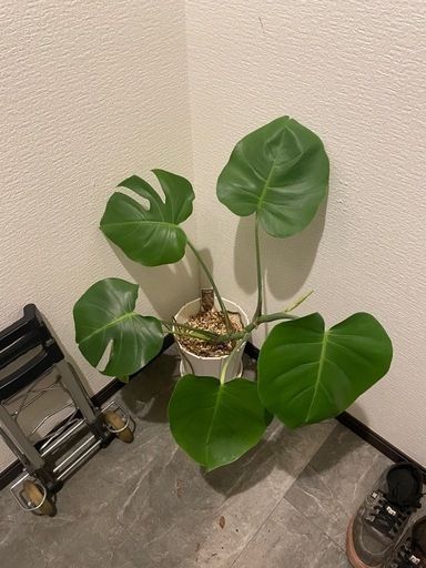 生活雑貨 家庭用品 ガーデニング モンステラ 観葉植物