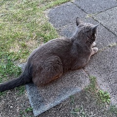 ロシアンブルーの猫