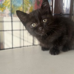 黒猫1ヶ月過ぎの女の子