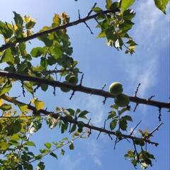 無農薬梅の実　1.5キロ　6/1 ④の画像