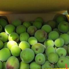 無農薬梅の実　1.5キロ　6/1 ④