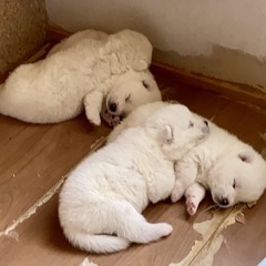 秋田犬