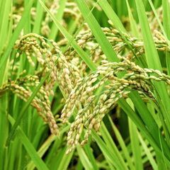 精白米(6年度米) を1回1t～10tを購入希望で探してます。度...
