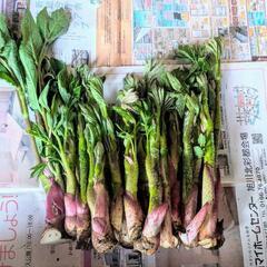 北海道産　天然　山ウド　1.3Kg！　(本日採れたて)