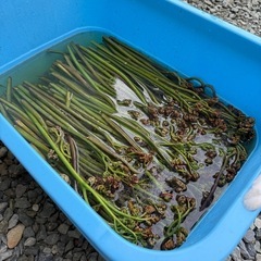 【区界産】天然太ワラビ水煮🌱