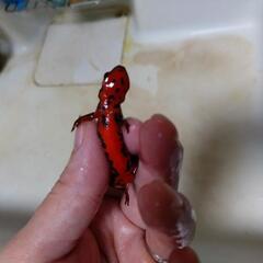 アカハライモリ2