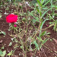 バラについて